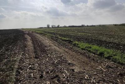 Teren extravilan Varvoru de Jos, jud Dolj - 3