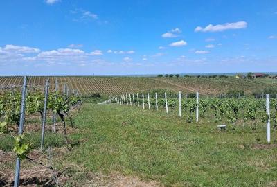 Teren de 11000 mp, în Măderat - 6