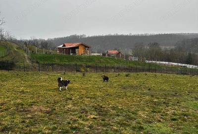 Teren de 1998 mp, în Central