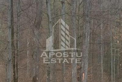 INVESTITIE CU PROFIT RAPID Padure 120+ Ani Fag Gorun - 13