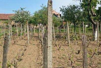 Casă cu 5 camere cu Teren 2300 Mp în Săcueni - 6