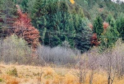 Teren 4,877mp Mara / Strada Principala - 5