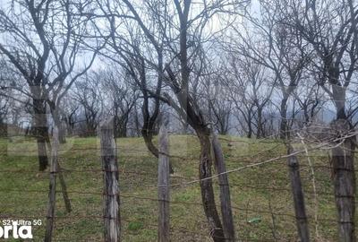 Teren de 3781 mp, în Izvoarele - 8