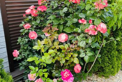 Casă individuală cu 4 camere cu Canalizare în Șelimbăr - 11