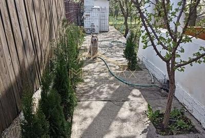 Vila 9 camere***gradina cu pomi fructiferi//1085 mp teren***Dragomiresti-Deal - 18