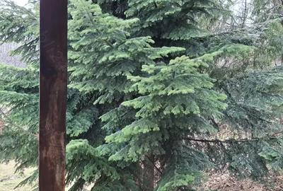 Casa de inchiriat Breaza de Sus in regim hotelier - 10