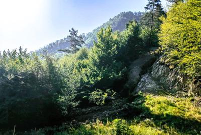 250 Ha TEREN PADURE pe VALEA OLTULUI, in Balota- Racovita, jud. Valcea, acces DE - 2
