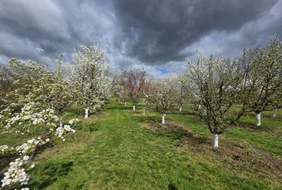Teren intravilan de 2000 mp, în Bârsău
