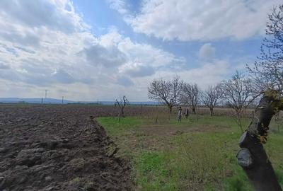 Teren de 6000 mp, în Bogdan Vodă - 3