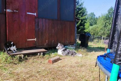 Teren de 800 mp, în Beliș - 6