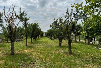 Teren Intravilan - Str. Gorganu, Calinesti - 1268 mp! - 5