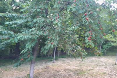 Teren extravilan de vanzare – Stanesti, 3.861 mp, livada de ciresi - 2