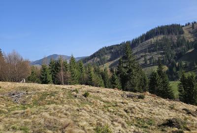 Spațiu comercial, în Pojorâta - 5