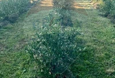 Teren Construcții extravilan de 6900 mp, în Breb - 5