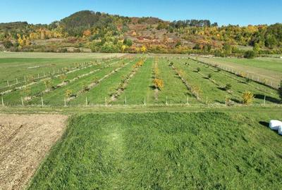 Teren intravilan de 13965 mp, în Aușeu - 8