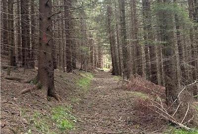 Teren agricol intravilan de 1400 mp, în Păltiniș - 7