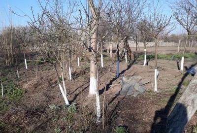 Casă individuală cu 3 camere cu Teren 2400 Mp în Salcia - 3