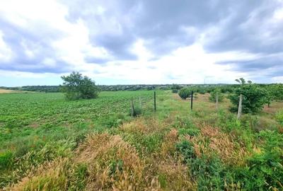 Teren de 4000 mp, în Ovidiu - 6