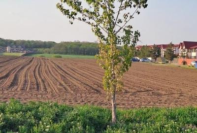 Teren Construcții intravilan de 7745 mp, în Moara Vlăsiei