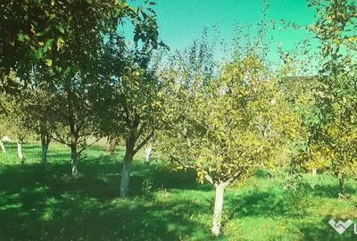 Casă cu 7 camere în Lisaura - 7