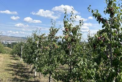 Teren de 14000 mp, în Fălticeni