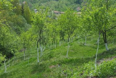 Teren de 9000 mp, în Pogara - 8