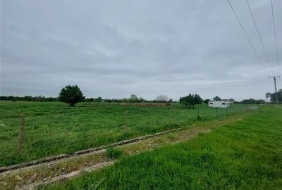 Teren agricol intravilan de 80000 mp, în Grădiște - 11