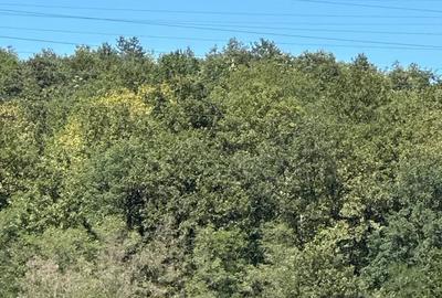 Teren de 10000 mp, în Hășdat