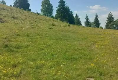 Teren de 7000 mp, în Horea