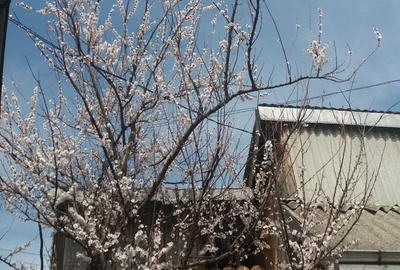 Casă cu 6 camere cu Teren 1848 Mp în Pașcani - 9