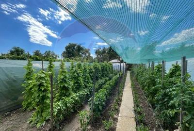 Casa str. Progresului , Sebes, destinatie : uni/multifam... - 26