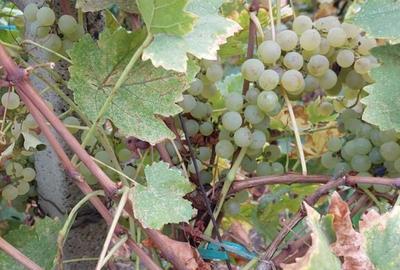 Teren de 8759 mp, în Tâmboești - 6