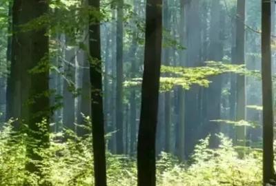 Apartament 4 Camere Jandarmeriei | Langa Padure | Cartier Exclusivist - 4