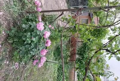 Casă cu 5 camere cu Teren 4000 Mp în Smârdan - 2