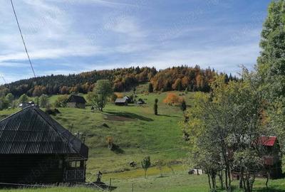 Inima Transilvaniei - 6