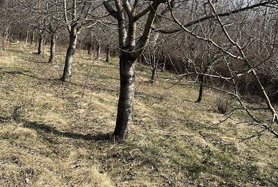 Spațiu comercial, în Păulești - 3