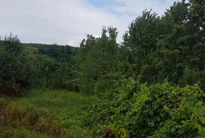 Vand casa cu etaj cu 1500 de metri de teren intravilan pe Iasi - 2