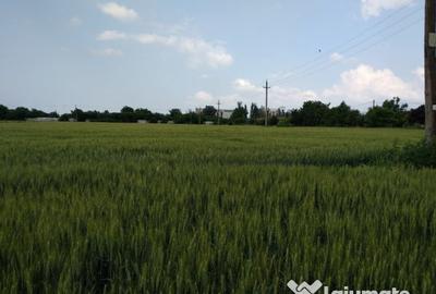 Teren de 43000 mp, în Căzănești - 3