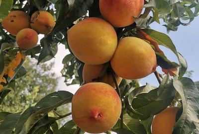 Cosereni, Ialomita - 3