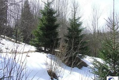 Teren situat in Predeal - 6