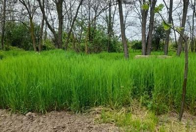 Teren de 534 mp, în Periș - 6