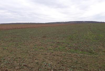 Teren intravilan de 29100 mp, în Sântandrei - 2