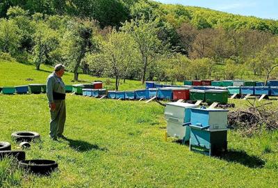 Casă cu 3 camere cu Teren 5400 Mp în Daia (Bahnea) - 2