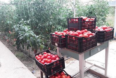 Casa situata  la poalele dealurilor subcarpatice in zona pomicola. - 13