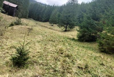 Teren de 34600 mp, în Cârlibaba - 3