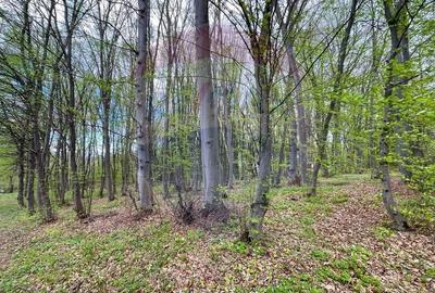 Teren agricol intravilan de 10000 mp, în Făget - 3