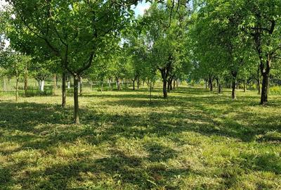 Teren Oradea 3.152 mp front 22.5 m str Fagetului - 4