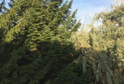 De Vânzare – Fermă de Pomi Fructiferi, 48,8 ha, Iancu Jianu, Jud. Olt - 13