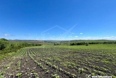 Oportunitate investitie, Chinteni, zona Macicas 31.600 MP - 4