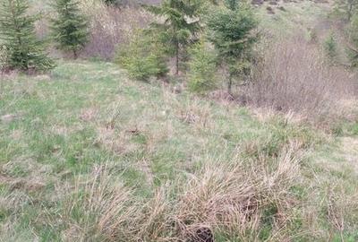 Teren de 10000 mp, în Beliș - 1
